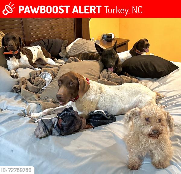 Lost Male Dog last seen West Road and Airplane Lane, Turkey, NC 28393