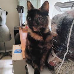 Found/Stray Female Cat last seen Snowden Woods Rd and Meadowfield Way, South Laurel, MD 20708