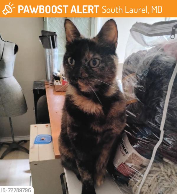Found/Stray Female Cat last seen Snowden Woods Rd and Meadowfield Way, South Laurel, MD 20708