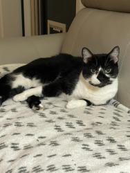 Lost Male Cat last seen Silverton Subdivision , Pensacola, FL 32514