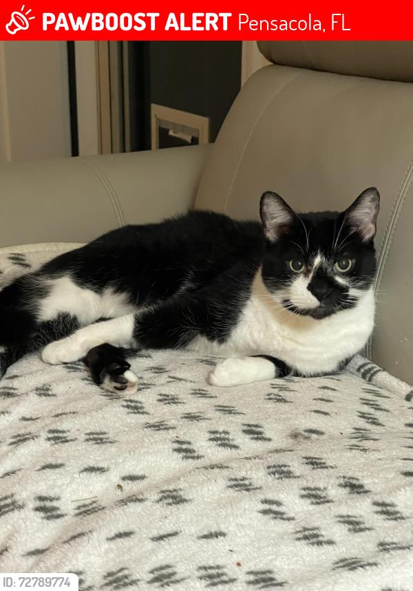 Lost Male Cat last seen Silverton Subdivision , Pensacola, FL 32514
