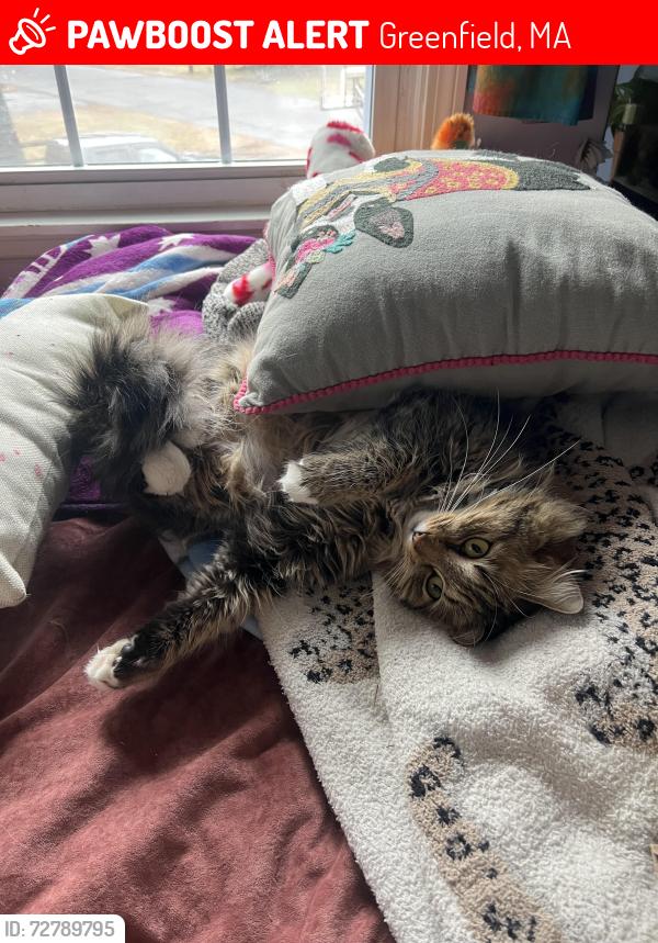 Lost Female Cat last seen Arnold Lane/Saiter Lane/S Green River road, Greenfield, MA 01301