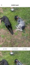 Found/Stray Male Dog last seen down the street from baptist church in my possesion, Warren County, NC 27589