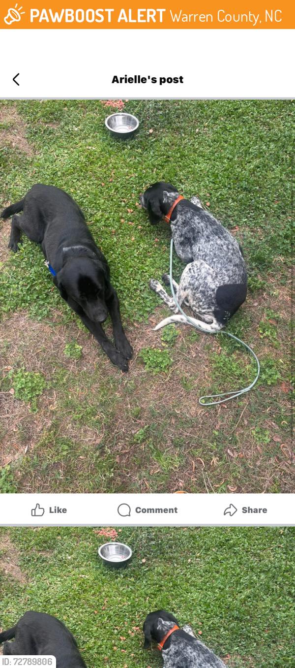 Found/Stray Male Dog last seen down the street from baptist church in my possesion, Warren County, NC 27589