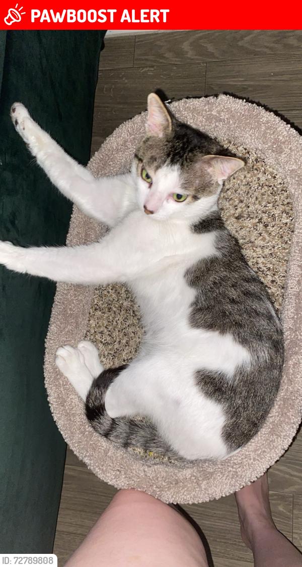 Lost Male Cat last seen Wymore road , Altamonte Springs, FL 32714