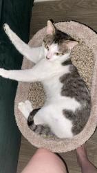 Lost Male Cat last seen Wymore road , Altamonte Springs, FL 32714