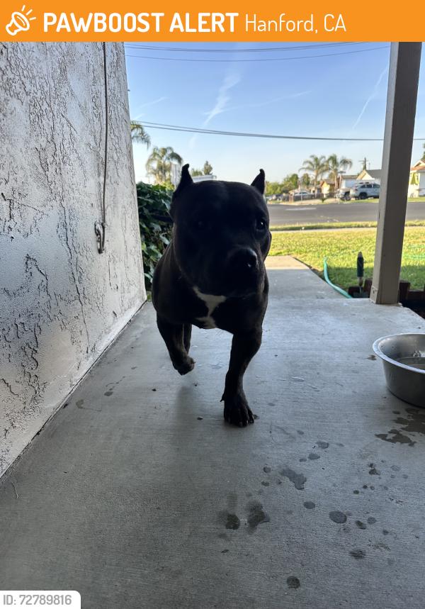 Found/Stray Female Dog last seen Lassen, Hanford, CA 93230