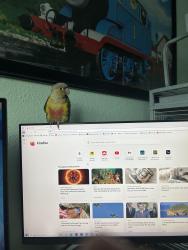 Lost Unknown Bird last seen Near the Roma church, Littleton, CO 80128