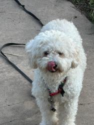 Lost Male Dog last seen Near Monticello ct, San Antonio, TX 78223