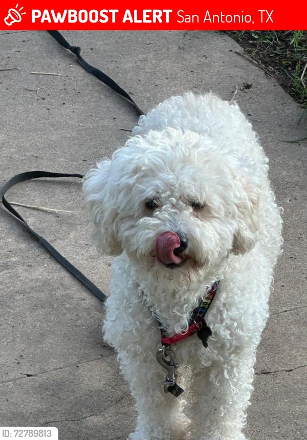 Lost Male Dog last seen Near Monticello ct, San Antonio, TX 78223