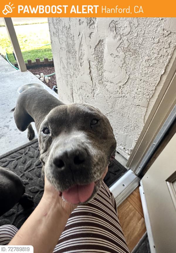 Found/Stray Male Dog last seen Lassen, Hanford, CA 93230