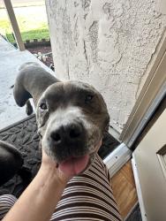 Found/Stray Male Dog last seen Lassen, Hanford, CA 93230