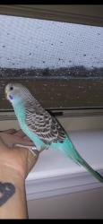 Lost Male Bird last seen Lantana and 95 by Lake Osborne area, Lake Worth Beach, FL 33460