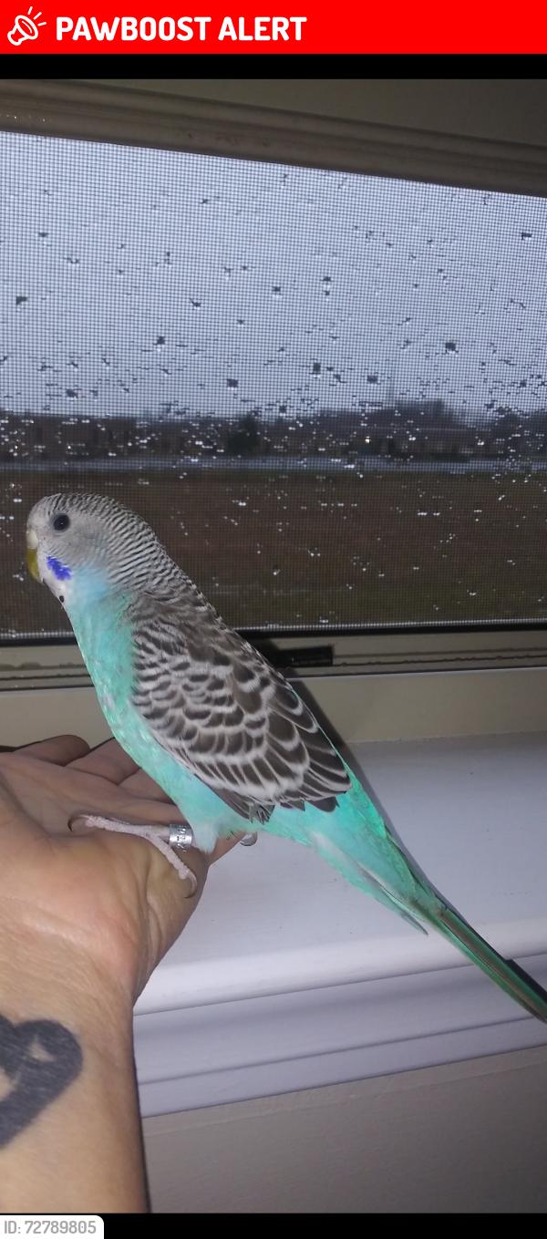 Lost Male Bird last seen Lantana and 95 by Lake Osborne area, Lake Worth Beach, FL 33460