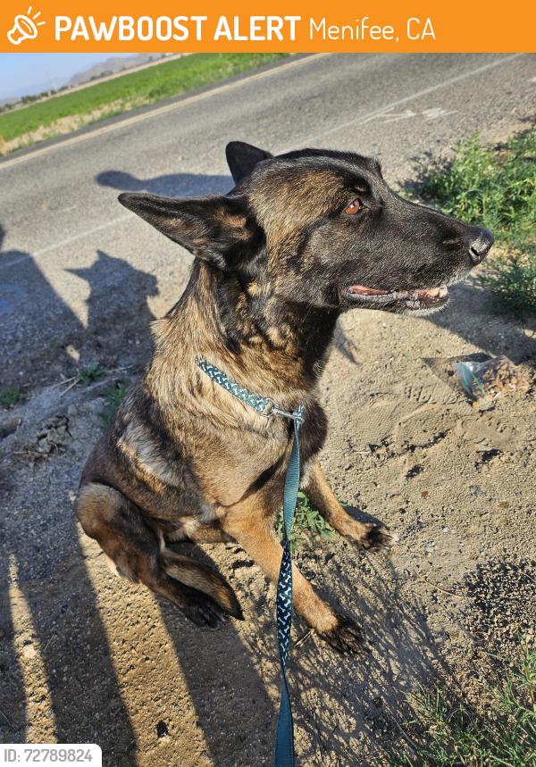 Found/Stray Female Dog last seen Murrieta rd, Menifee, CA 92586