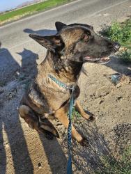 Found/Stray Female Dog last seen Murrieta rd, Menifee, CA 92586