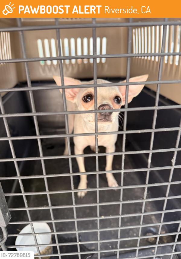Found/Stray Female Dog last seen Massachussetts ave riverside ca , Riverside, CA 92507
