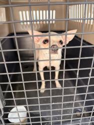 Found/Stray Female Dog last seen Massachussetts ave riverside ca , Riverside, CA 92507