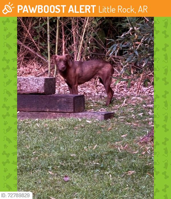 Found/Stray Unknown Dog last seen Andover and Cantrell, Little Rock, AR 72227