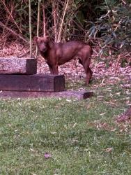 Found/Stray Unknown Dog last seen Andover and Cantrell, Little Rock, AR 72227
