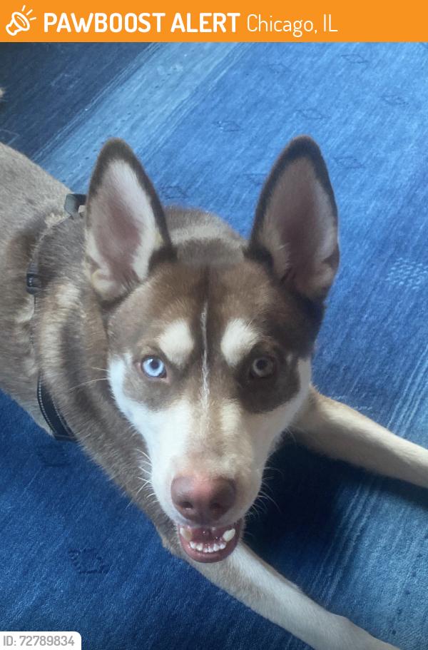 Found/Stray Male Dog last seen 62nd and Ingleside at the plaza between Drexel, Chicago, IL 60637