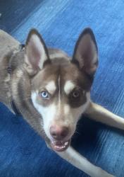 Found/Stray Male Dog last seen 62nd and Ingleside at the plaza between Drexel, Chicago, IL 60637