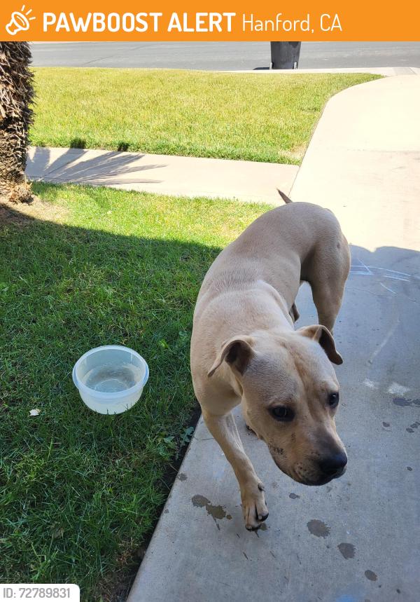 Found/Stray Female Dog last seen Off north 11th houses between pepper and flint, Hanford, CA 93230