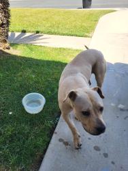 Found/Stray Female Dog last seen Off north 11th houses between pepper and flint, Hanford, CA 93230