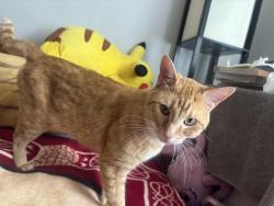 Lost Male Cat last seen Last seen at my hse , Stockbridge, GA 30281
