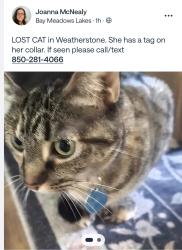 Lost Female Cat last seen Waycross, Pensacola, FL 32507