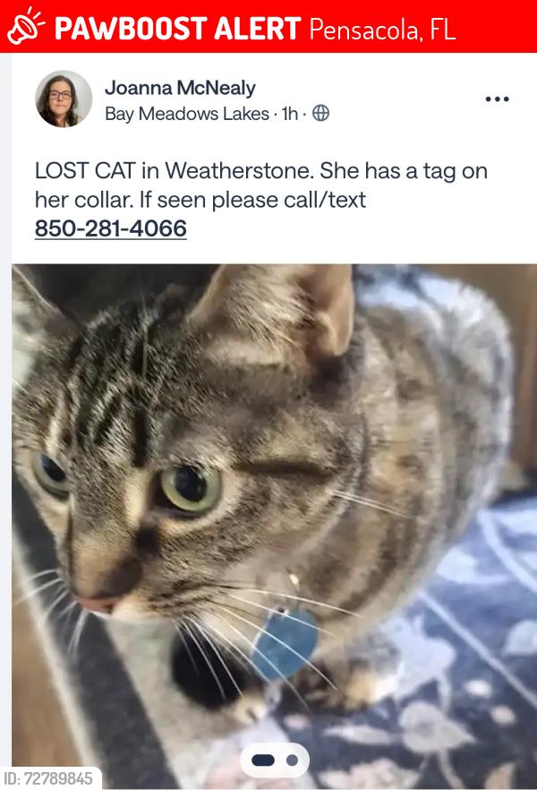 Lost Female Cat last seen Waycross, Pensacola, FL 32507