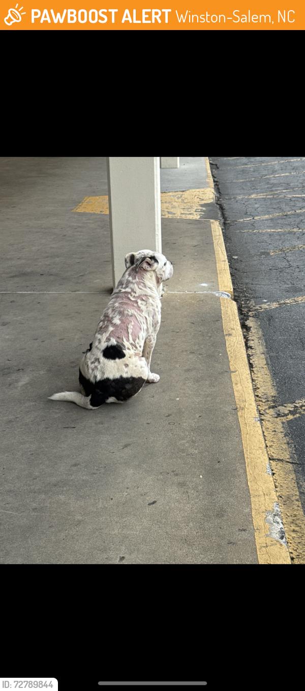 Found/Stray Unknown Dog last seen Planet Fitness, Winston-Salem, NC 27106