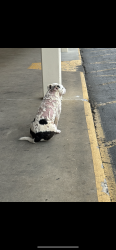 Found/Stray Unknown Dog last seen Planet Fitness, Winston-Salem, NC 27106
