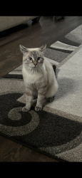 Lost Male Cat last seen Hively street, Elkhart, IN 46517