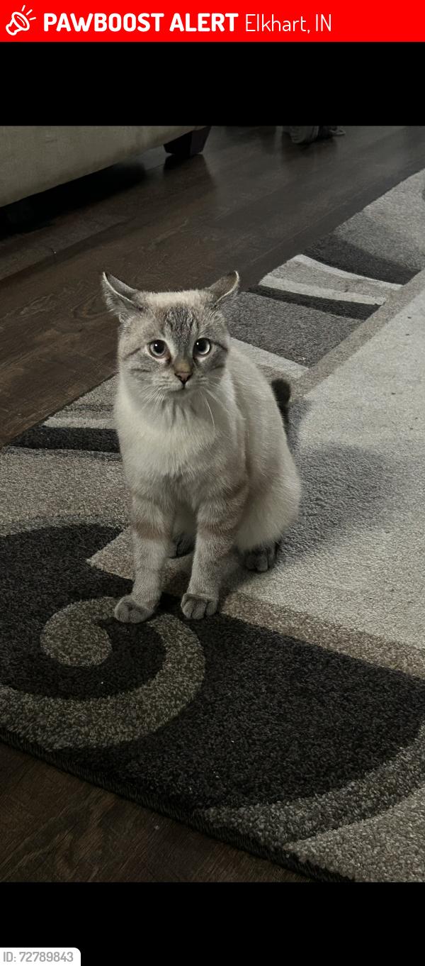 Lost Male Cat last seen Hively street, Elkhart, IN 46517