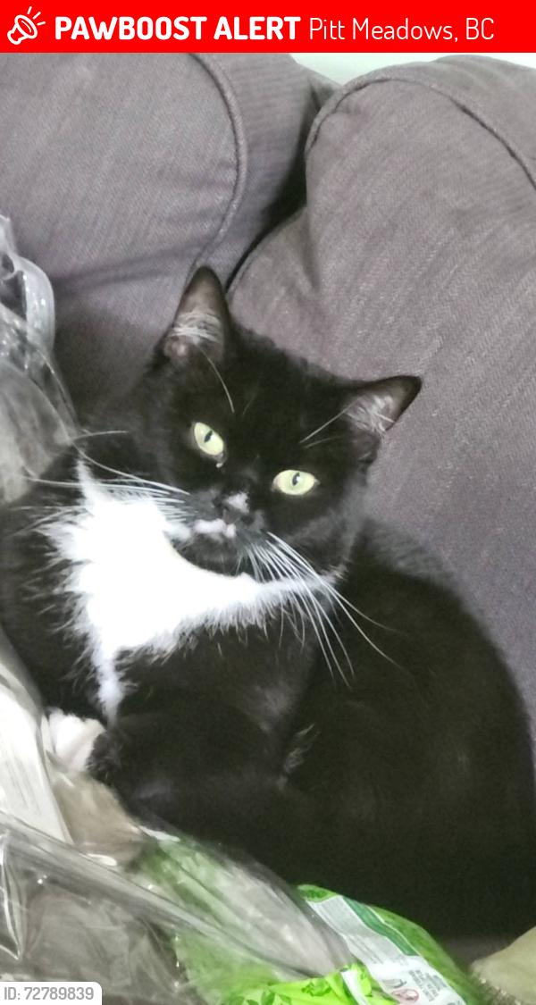 Lost Female Cat last seen Ford road and McTavish Road, Pitt Meadows, BC 