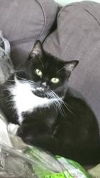 Lost Female Cat last seen Ford road and McTavish Road, Pitt Meadows, BC 