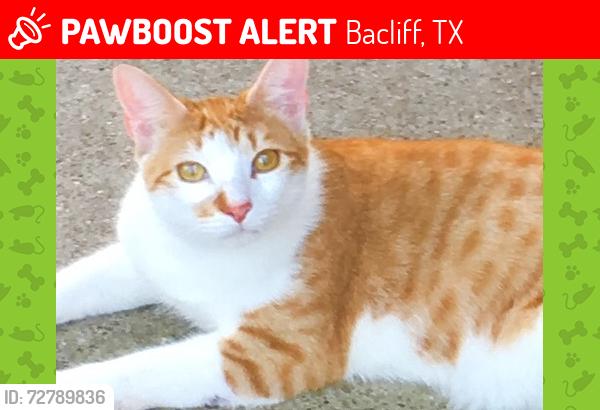 Lost Male Cat last seen  Chase Par, Bacliff, TX 77518