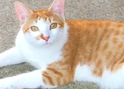 Lost Male Cat last seen  Chase Par, Bacliff, TX 77518