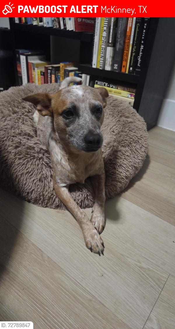 Lost Female Dog last seen Mansions of prosper, McKinney, TX 75071