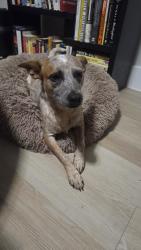 Lost Female Dog last seen Mansions of prosper, McKinney, TX 75071