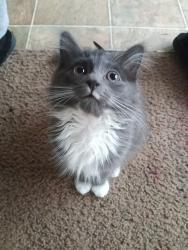 Lost Female Cat last seen NE 27th st, Bend, OR 97701