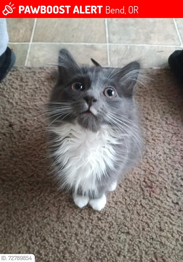 Lost Female Cat last seen NE 27th st, Bend, OR 97701