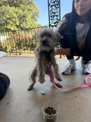 Found/Stray Female Dog last seen McKinley and Britton, Oklahoma City, OK 73114