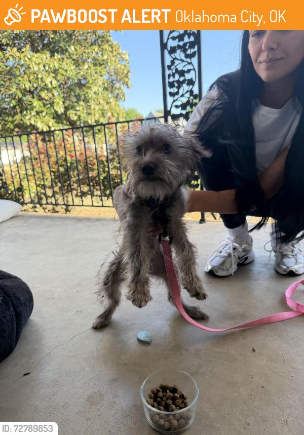 Found/Stray Female Dog last seen McKinley and Britton, Oklahoma City, OK 73114