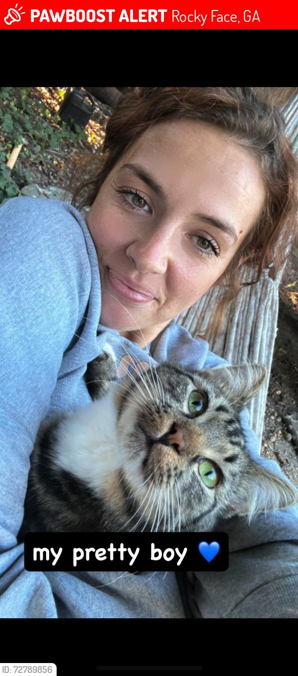Lost Male Cat last seen Lower mill creek rd, Rocky Face, GA 30740