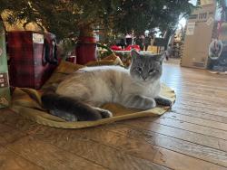 Lost Male Cat last seen Brayton mountain , Graysville, TN 37338