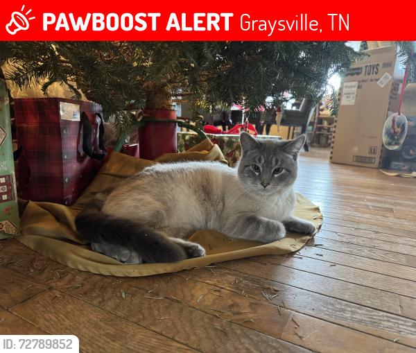 Lost Male Cat last seen Brayton mountain , Graysville, TN 37338
