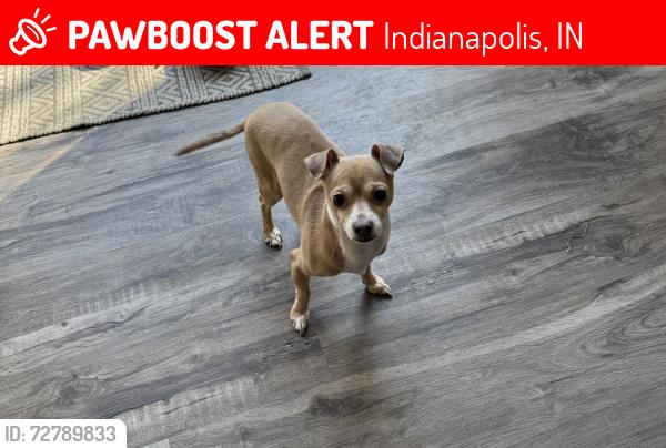 Lost Male Dog last seen Pawnee Dr and E 30th st, Indianapolis, IN 46229