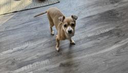 Lost Male Dog last seen Pawnee Dr and E 30th st, Indianapolis, IN 46229
